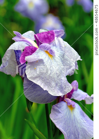 橫濱四季森林盛開的鳶尾花盛開在公園裡 橫濱四季森林盛開的鳶尾花盛開在公園裡 48654675