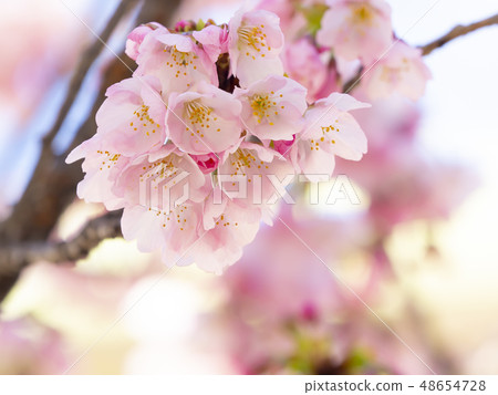 Sakura Up Sakura Up 48654728