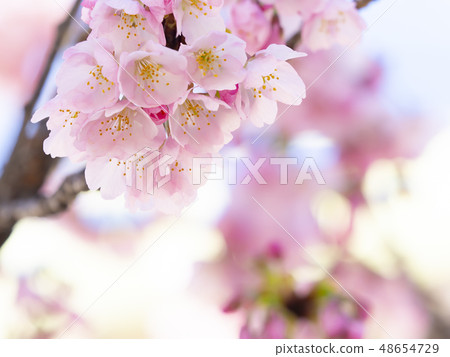 櫻花了 48654729