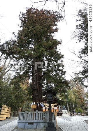 Suwa Taisha Shimosha雪鬆與Akimiya根 Suwa Taisha Shimosha雪鬆與Akimiya根 48655126