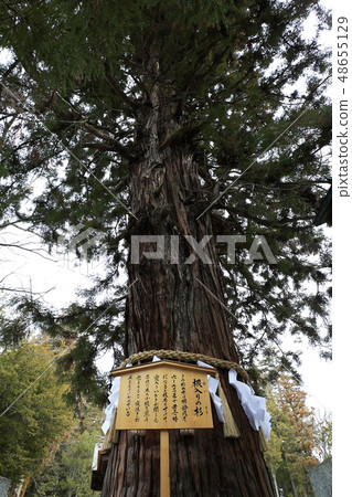 Suwa Taisha Shimosha雪鬆與Akimiya根 Suwa Taisha Shimosha雪鬆與Akimiya根 48655129