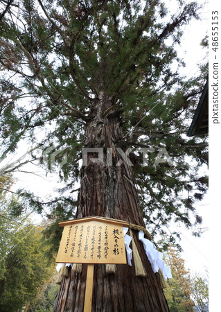 Suwa Taisha Shimosha雪鬆與Akimiya根 48655153