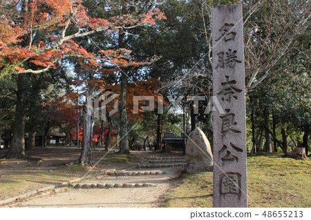 Nara Park / Nara City Nara Prefecture Nankoji Town 48655213