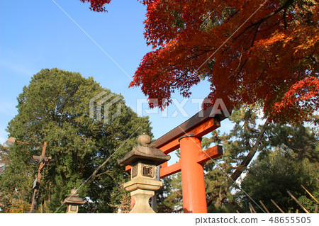 Lamp and autumn leaves of Kasuga Taisha Shrine / Nara city Nara prefecture Nara Prefecture 48655505