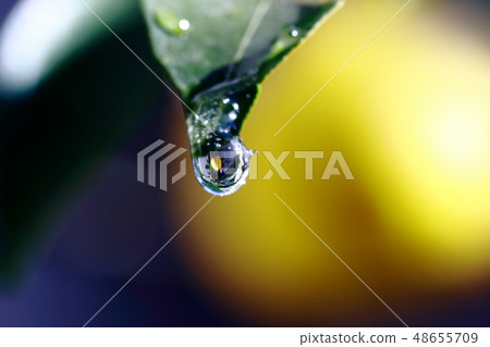 Yuzu in the drop, fruit of the yuzu, after the rain Yuzu in the drop, fruit of the yuzu, after the rain 48655709