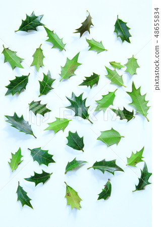 Holly leaves Holly leaves 48655834