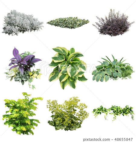 Color Reef Garden Plant Cutout Color Reef Garden Plant Cutout 48655847