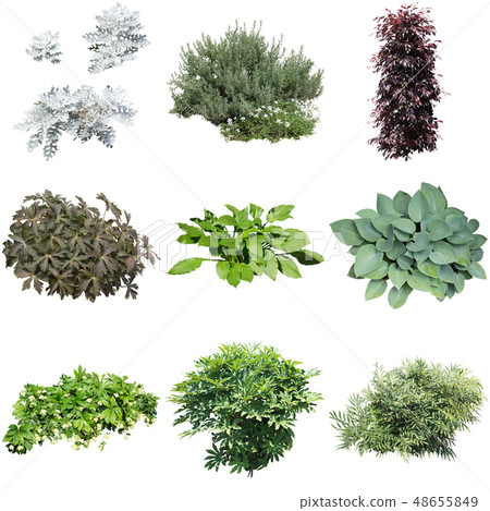彩礁園林植物摳圖 48655849