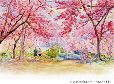 Painting Wild himalayan cherry roadside in the Painting Wild himalayan cherry roadside in the 48656119