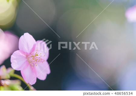 Cherry background image 48656534