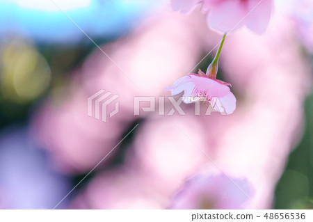 Cherry background image 48656536