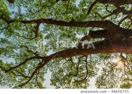 Sukhothai historical park and surrounding area Sukhothai historical park and surrounding area 48656755