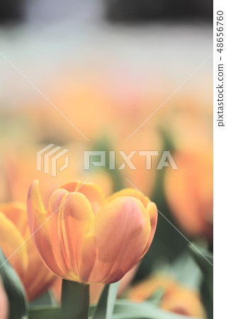 orange color Tulip in flower show orange color Tulip in flower show 48656760
