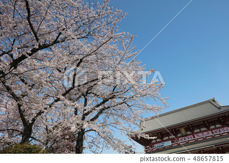 Japanese pagodo with cherry blossom 48657815