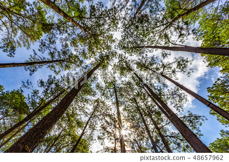 Savannah and pine forest Savannah and pine forest 48657962