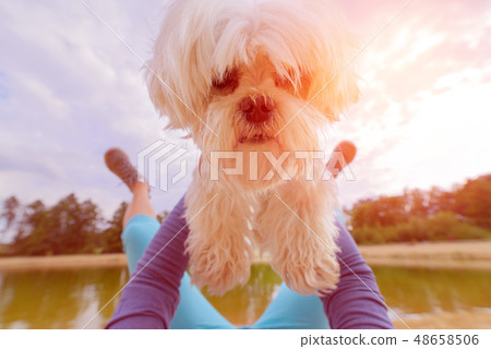 Dog playing with his owner Dog playing with his owner 48658506