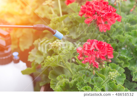 Spaying flowers with water or pesticides Spaying flowers with water or pesticides 48658532