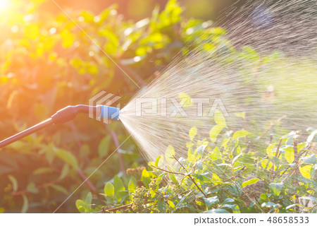 Spaying flowers with water or pesticides Spaying flowers with water or pesticides 48658533