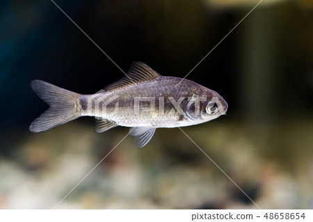 Minor fish of Genkirobuna Minor fish of Genkirobuna 48658654