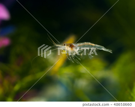 Shrimp 48658660