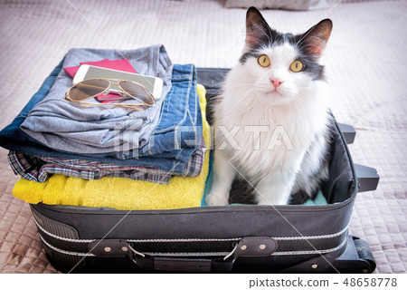 Cat sitting in the suitcase 48658778