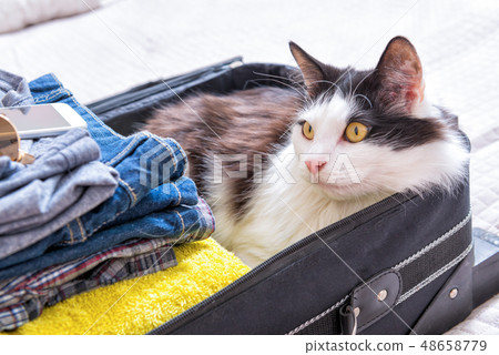 Cat sitting in the suitcase 48658779