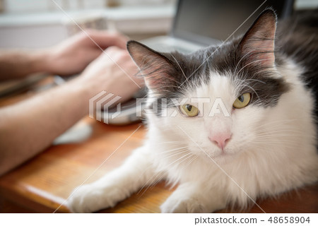 Man working at the desk with his cat 48658904