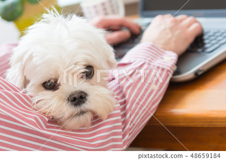 Working with dog at home Working with dog at home 48659184