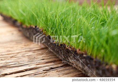 wooden with green grass background 48659354
