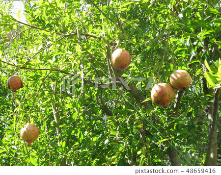 日野市玉平森林的石榴樹 48659416