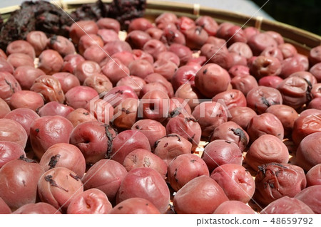 Homemade umeboshi making heaven sunny outdoor Homemade umeboshi making heaven sunny outdoor 48659792