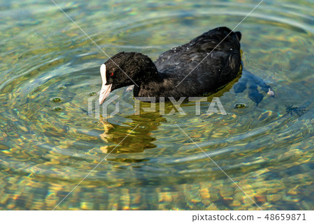 Eurasian Coot or Fulica Atra eating algae in the 48659871