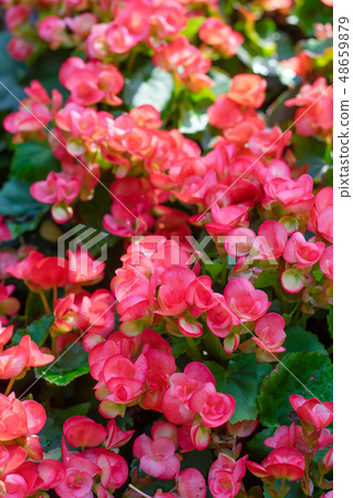 Numerous bright flowers of tuberous begonias 48659879