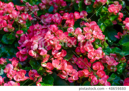 Numerous bright flowers of tuberous begonias Numerous bright flowers of tuberous begonias 48659880
