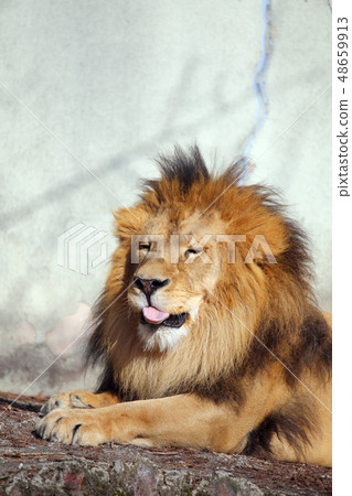 獅子 48659913