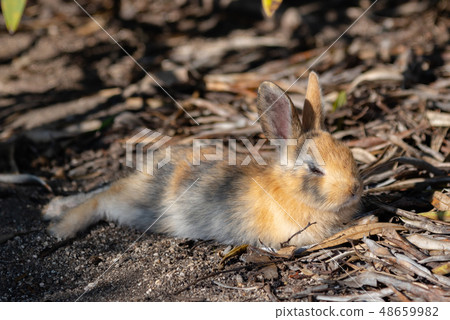 Wild Rabbit Closeup Okunoshima Rabbit Island Winter Time Seto Inland Sea Hiroshima Prefecture Japan Asia Wild Rabbit Closeup Okunoshima Rabbit Island Winter Time Seto Inland Sea Hiroshima Prefecture Japan Asia 48659982