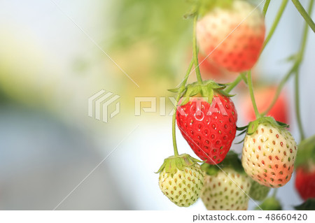 Ichigo草莓採摘圖像 Ichigo草莓採摘圖像 48660420