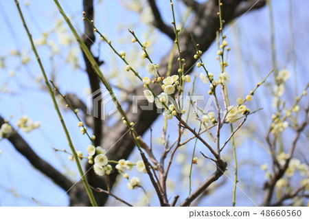 白花綠色花小綠色 48660560
