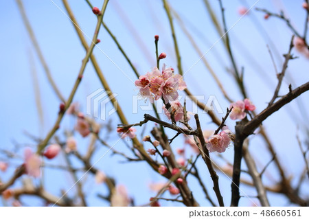 Light peach colored plum blossoms 48660561