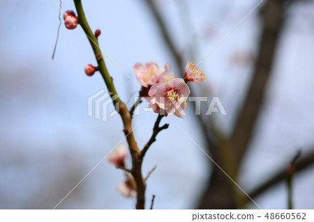 Light peach colored plum blossoms 48660562