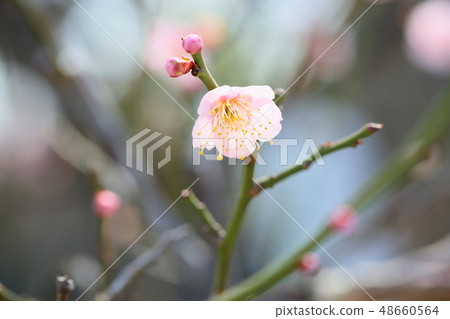 淺桃色的梅花 淺桃色的梅花 48660564