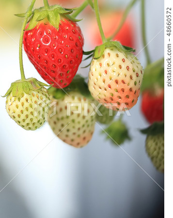 Ichigo strawberry picking image Ichigo strawberry picking image 48660572