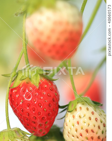 Ichigo草莓採摘圖像 48660573