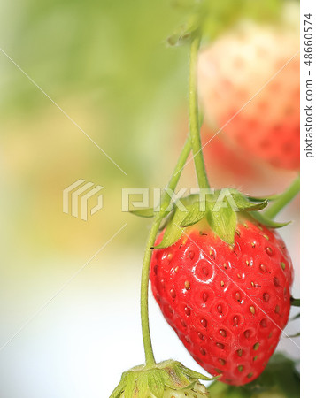 Ichigo strawberry picking image Ichigo strawberry picking image 48660574