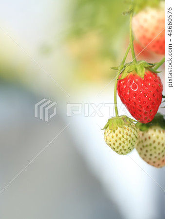 Ichigo strawberry picking image 48660576