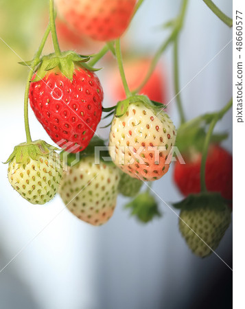 Ichigo strawberry picking image Ichigo strawberry picking image 48660577