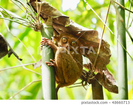 Rare Animals: Tarsier, Bohol Island, Philippines - Part 2 48660713