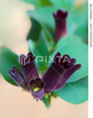 Purple Bud Eskhinantus. Floral background. Purple Bud Eskhinantus. Floral background. 48660748