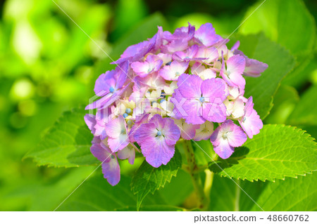hydrangea   48660762
