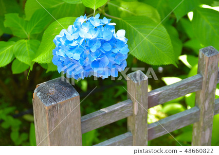 繡球 48660822